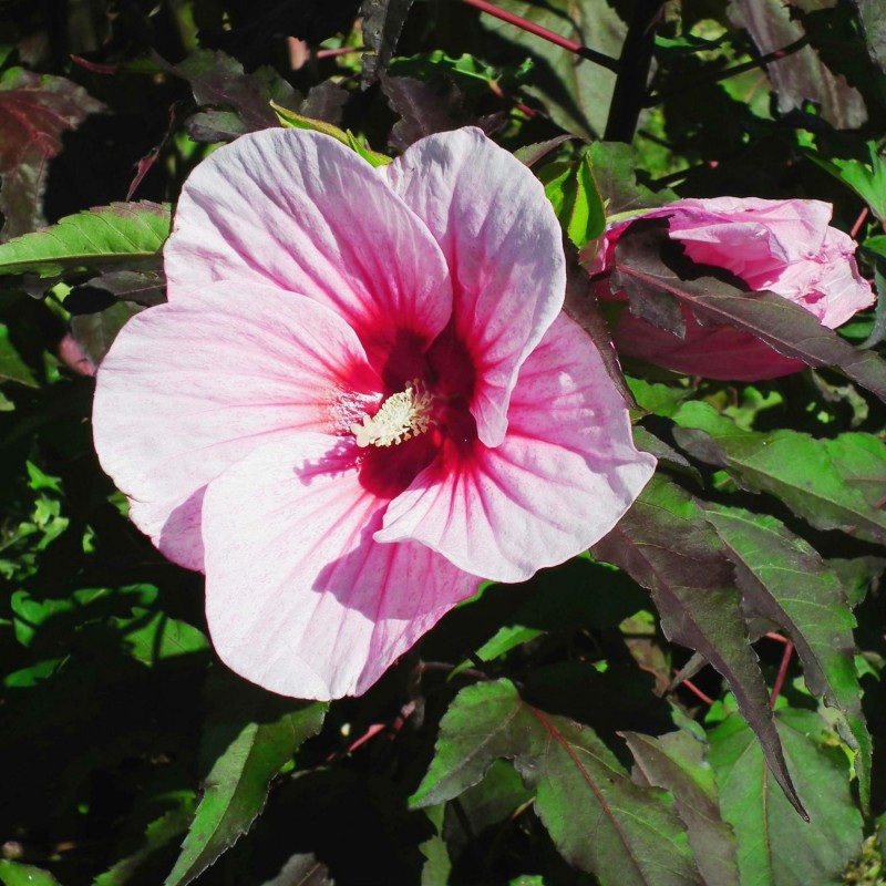 Hibiscus Carrousel Jolly Heart